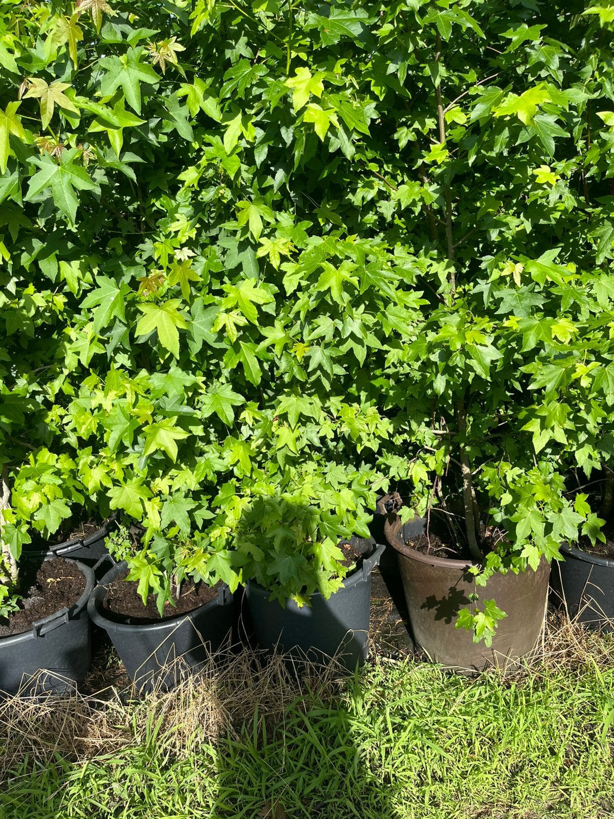 Struiken in pot . Liquidambar. Amelanchier. Sorbus. Pinus, Tuin en Terras, Planten | Struiken en Hagen, Ophalen of Verzenden, Overige soorten