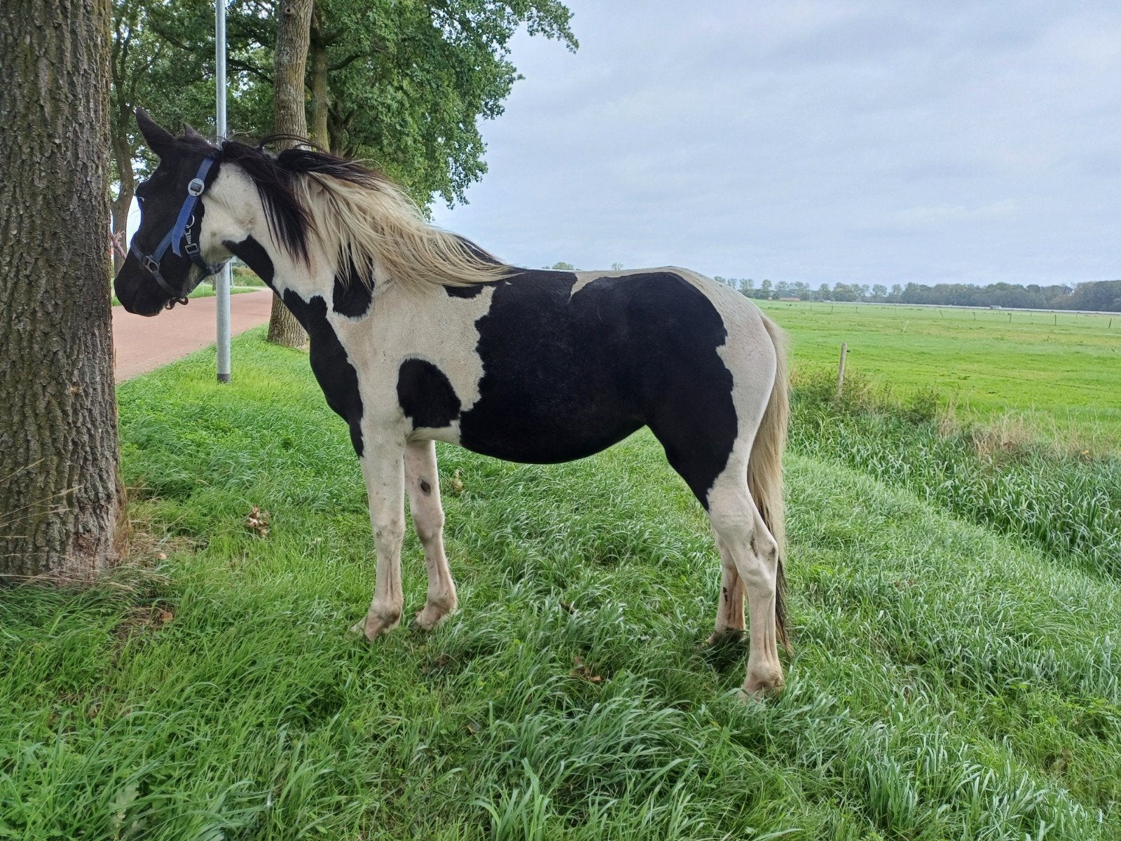 Mooie 2,5 jarige bonte merrie