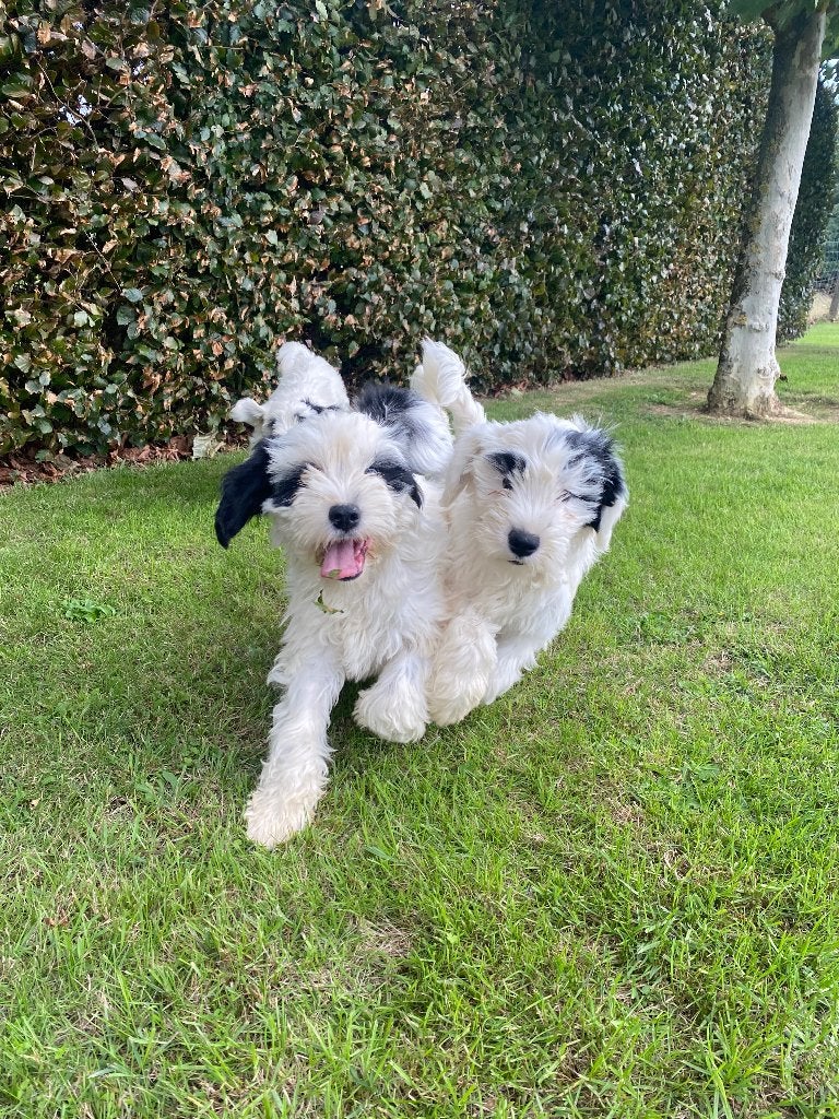 Tibetaanse terriër pups, België, CDV (hondenziekte), 8 tot 15 weken, Meerdere