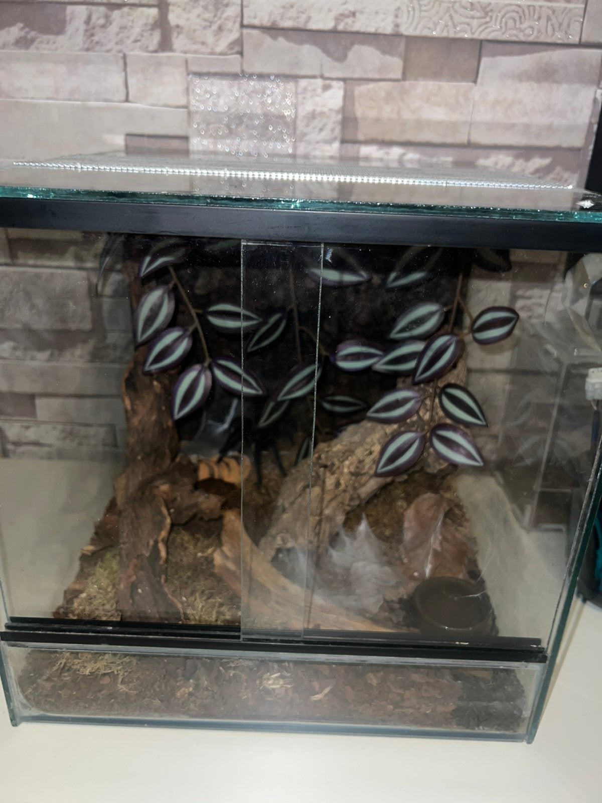 Mooie vogelspin terrarium 30x30x30 ingericht!, Dieren en Toebehoren, Ophalen, Zo goed als nieuw