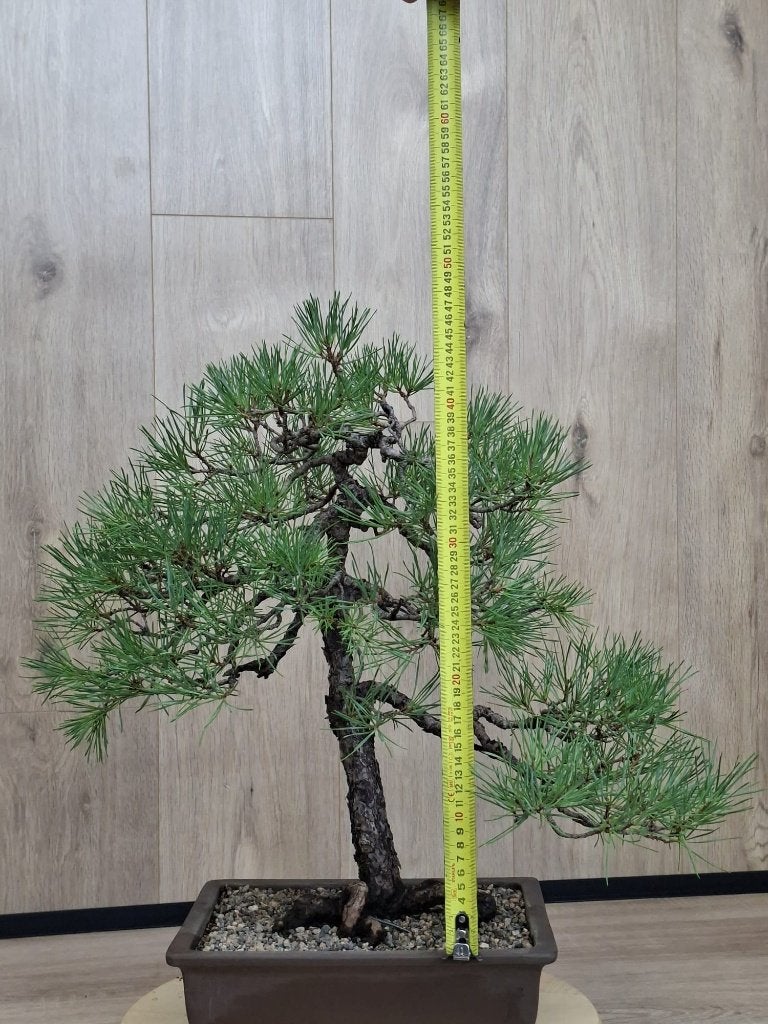 Bonsai Pinus sylvestris, Ophalen, Bloeit niet, Halfschaduw, Overige soorten