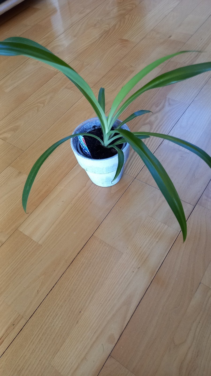 Clorophytum green, Huis en Inrichting, Kamerplanten, Ophalen, Halfschaduw, Minder dan 100 cm
