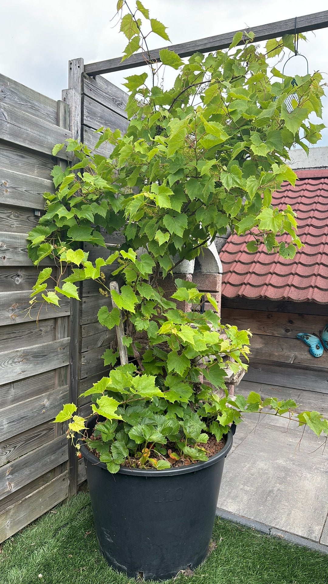 Druivenplant, Overige soorten, 250 tot 400 cm, Zomer, Ophalen