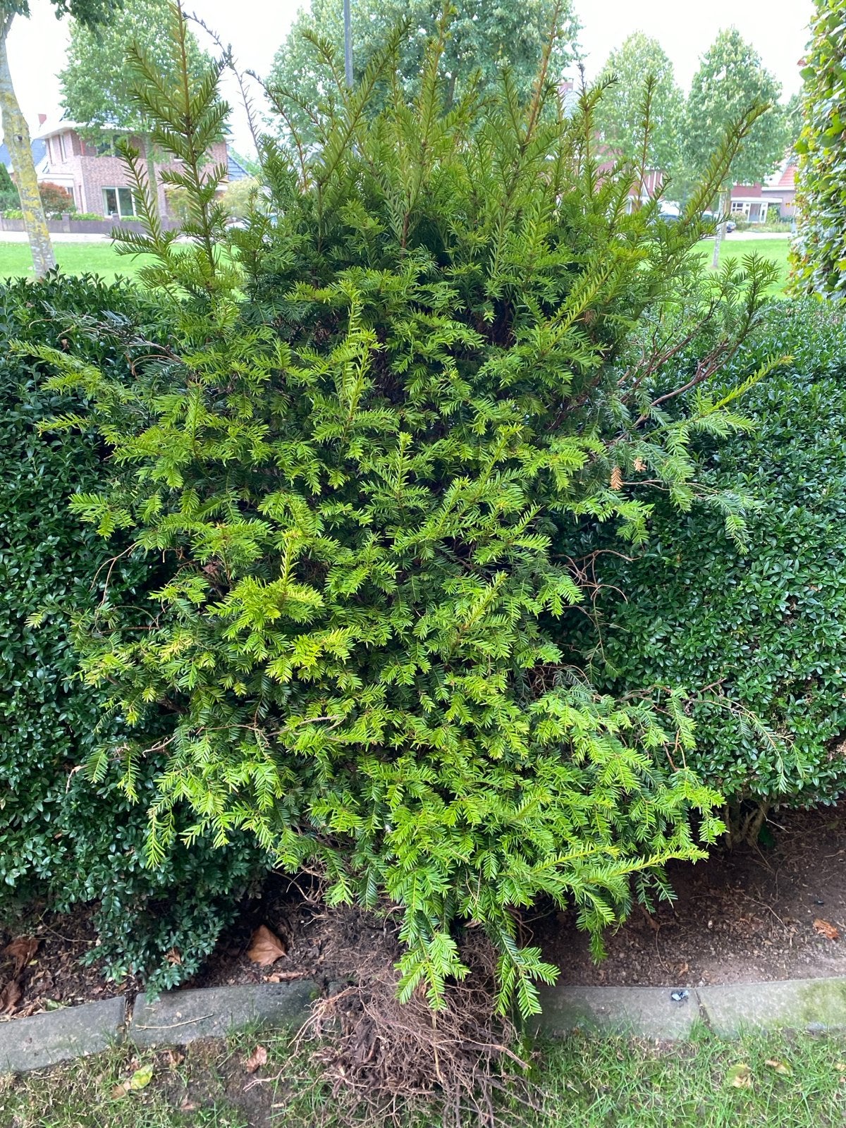 2x Taxus gratis, uitgegraven, 140-160 cm, Tuin en Terras, Vaste plant, Bloeit niet, Halfschaduw, Ophalen