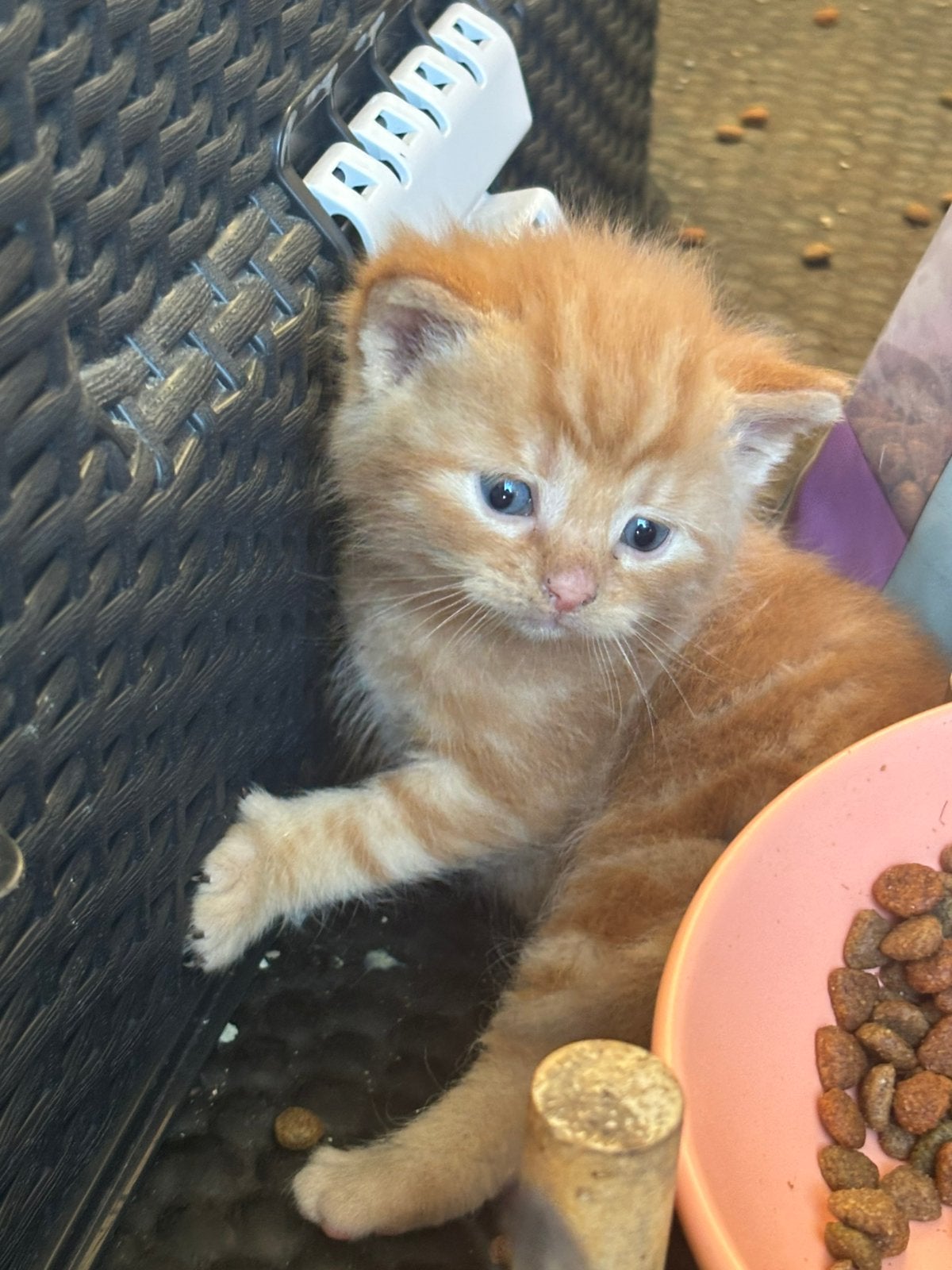 Super lieve “boerderij” kittens te reserveren, Meerdere dieren, Ontwormd, 0 tot 2 jaar