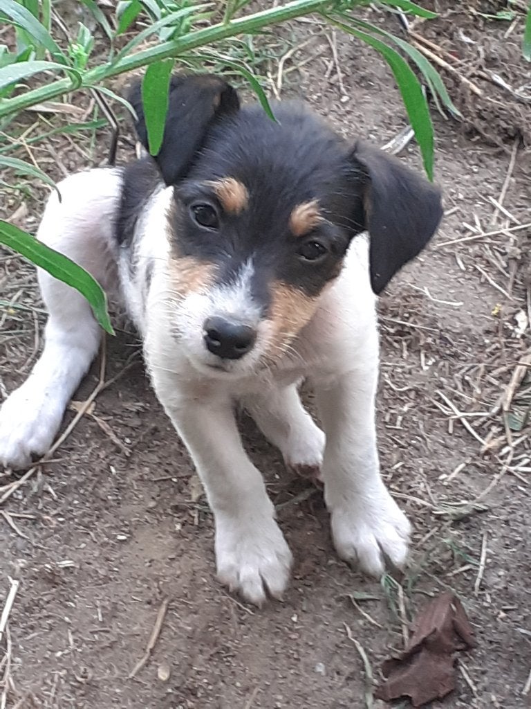 X Boerenfox pups, Overige rassen, 8 tot 15 weken, CDV (hondenziekte), Meerdere