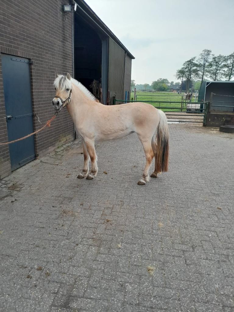 fjorden paarden, Minder dan 160 cm, Met stamboom, Niet van toepassing, 0 tot 2 jaar