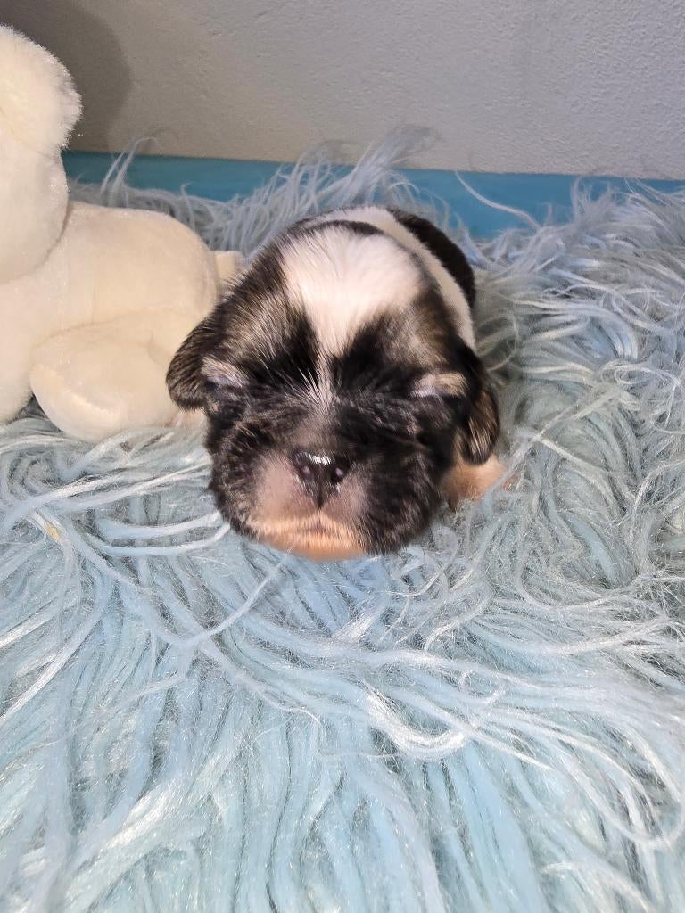 Shih tzu pups (NOG 1 REUTJE OVER), Parvo, Overige rassen, 8 tot 15 weken, Meerdere