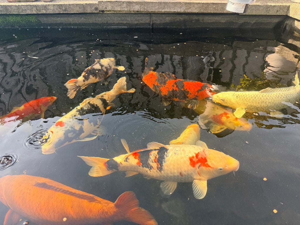 Koi te koop - Los of als complete bezetting., Karper of Koi