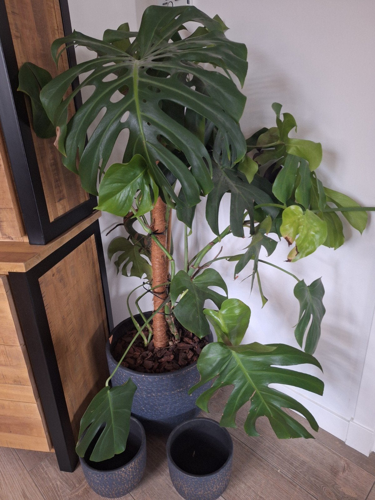 Grote Monstera Deliciosa met pot en twee kleine potten, Ophalen, Overige soorten, Halfschaduw, In pot