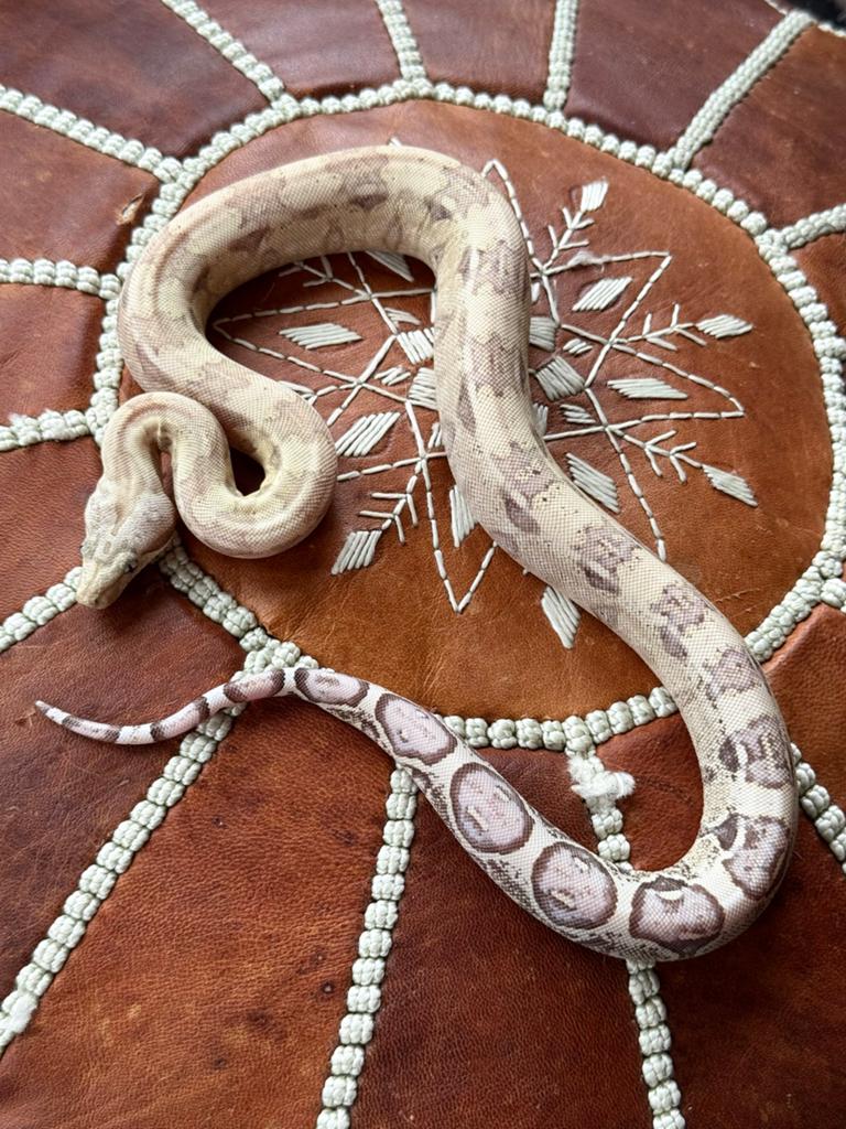 Boa 0.1 VPI Snow 2025 Boa Constrictor - female for sale from Qmi