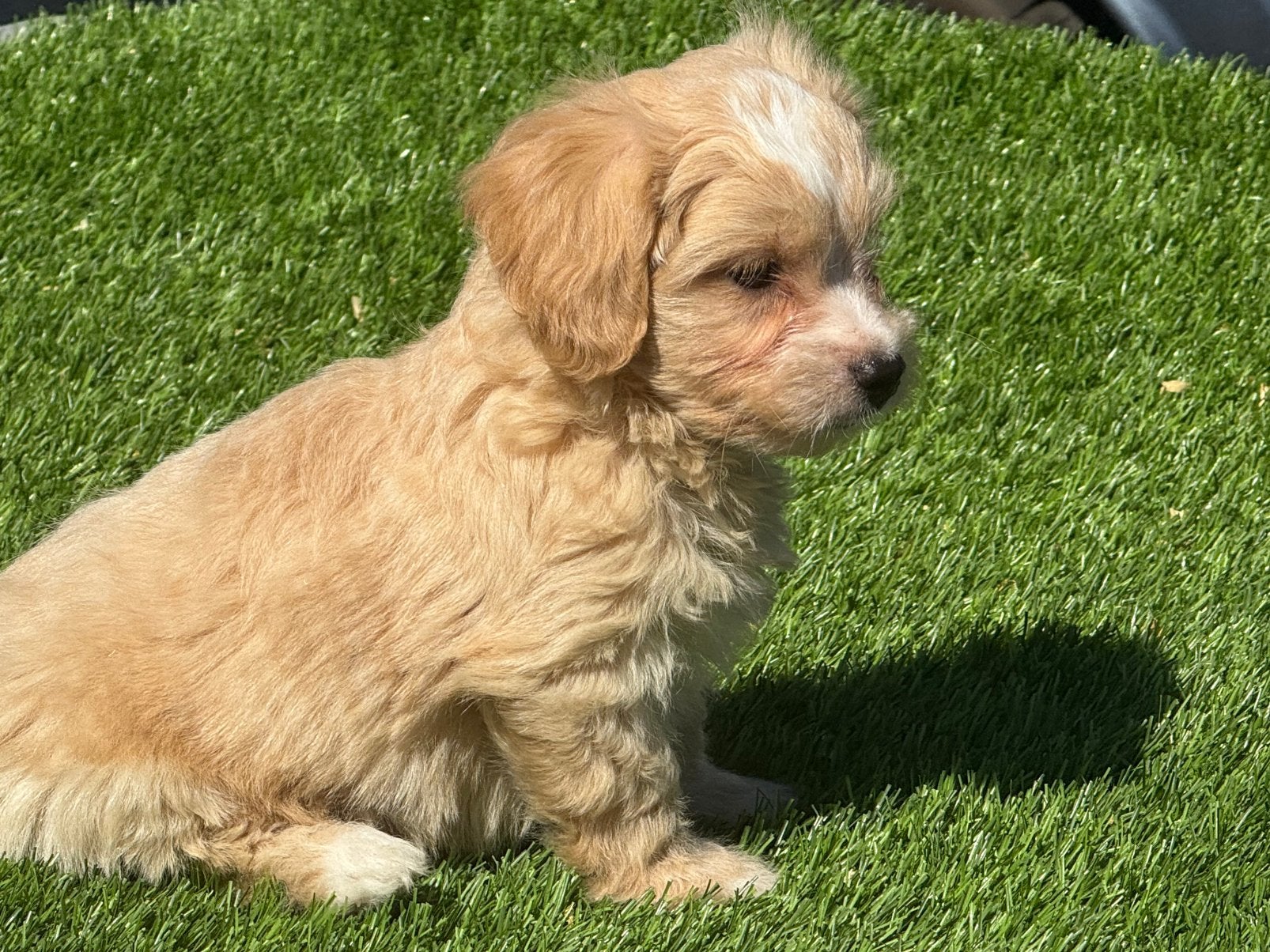 Mooie maltipoo pups poedel x maltezer pups, Dieren en Toebehoren, Nederland, Parvo, 8 tot 15 weken, Meerdere