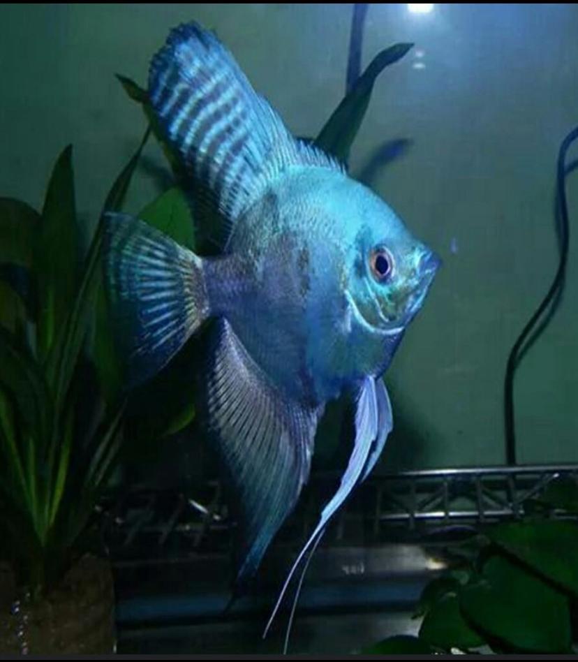 Maanvis Pinoy Pairaba blue,, Vis, Zoetwatervis, Schoolvis
