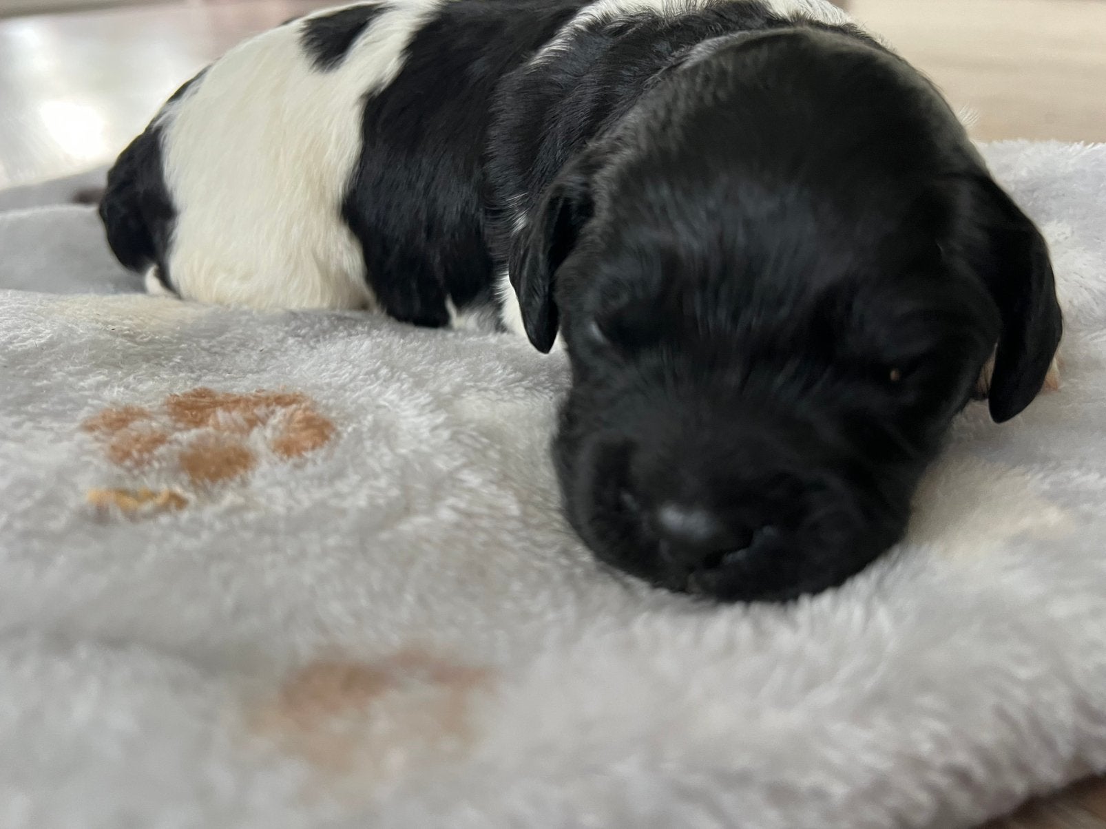 Mooie en lieve Friese Stabij pups beschikbaar, Parvo, Overige rassen, 8 tot 15 weken, Meerdere