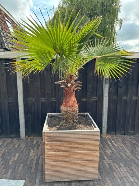 palm, Tuin en Terras, Volle zon, Vaste plant, Zomer, Ophalen