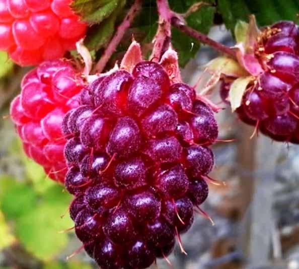 Loganberry of loganbes, biologische stekken, Ophalen of Verzenden, Eenjarig, Groenteplanten, Volle zon