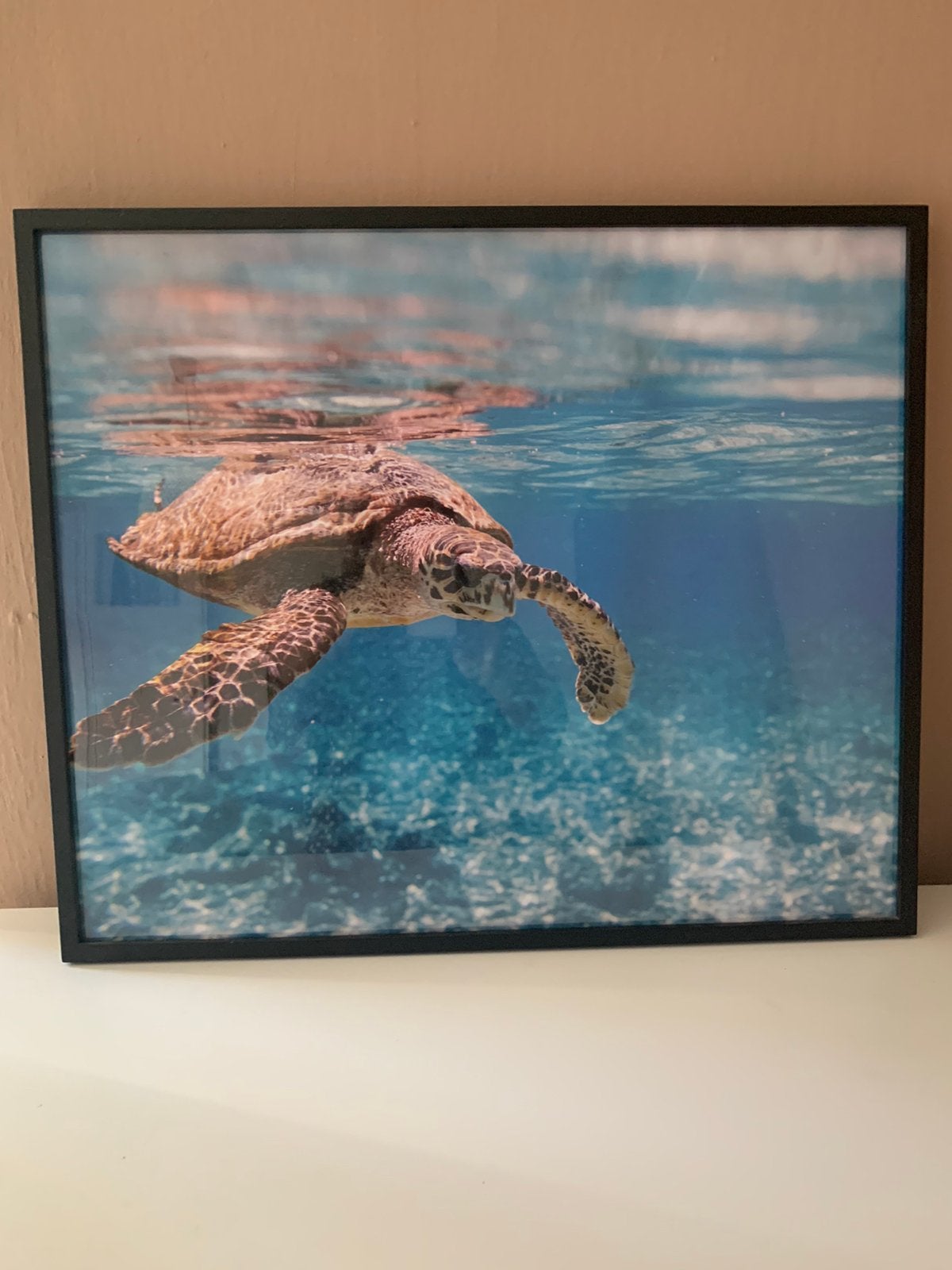 Poster zeeschildpad, Antiek en Kunst, Ophalen