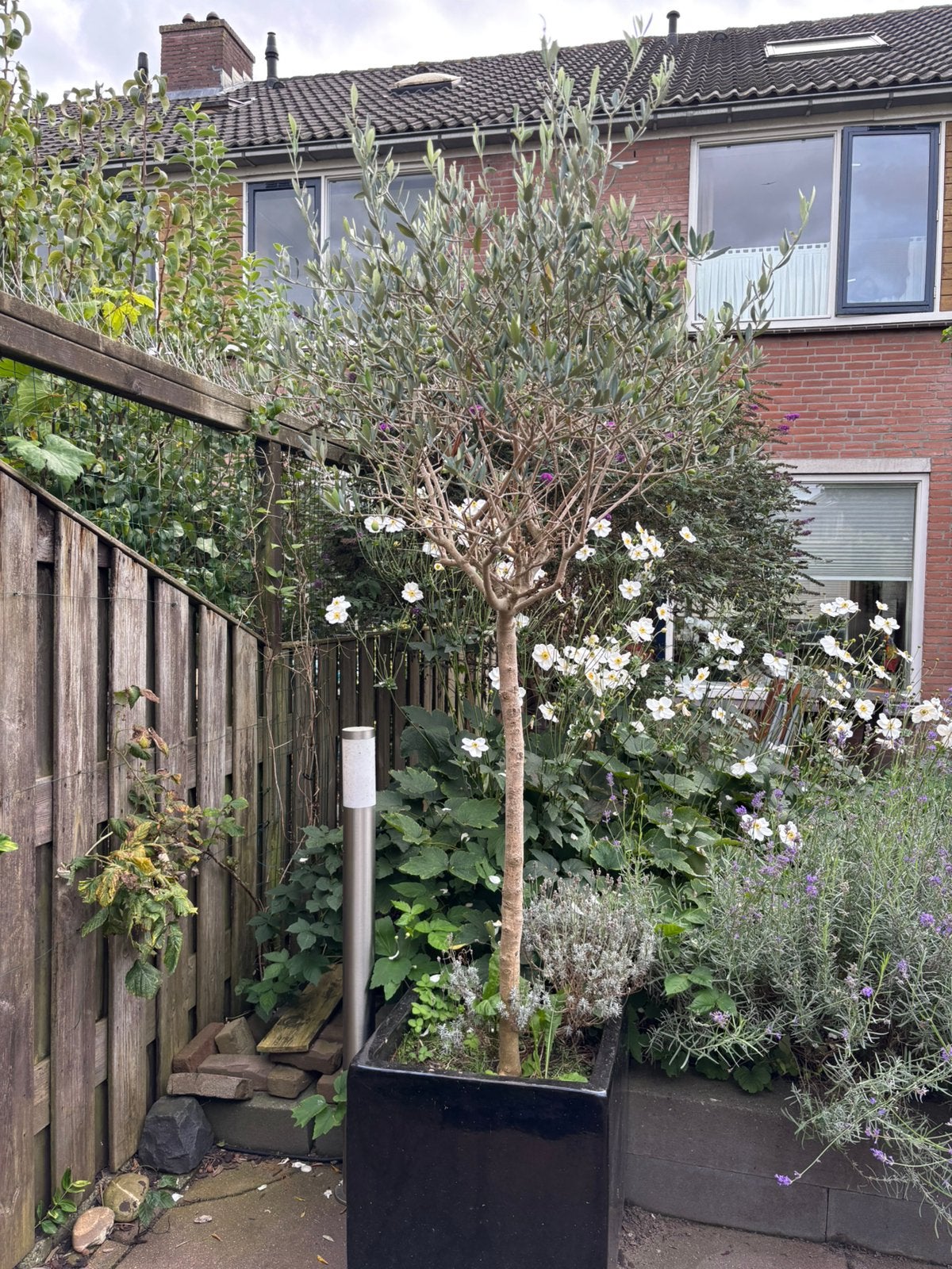 Prachtige Olijfboom op stam inclusief zwarte pot, 100 tot 250 cm, Olijfboom, Zomer, Ophalen