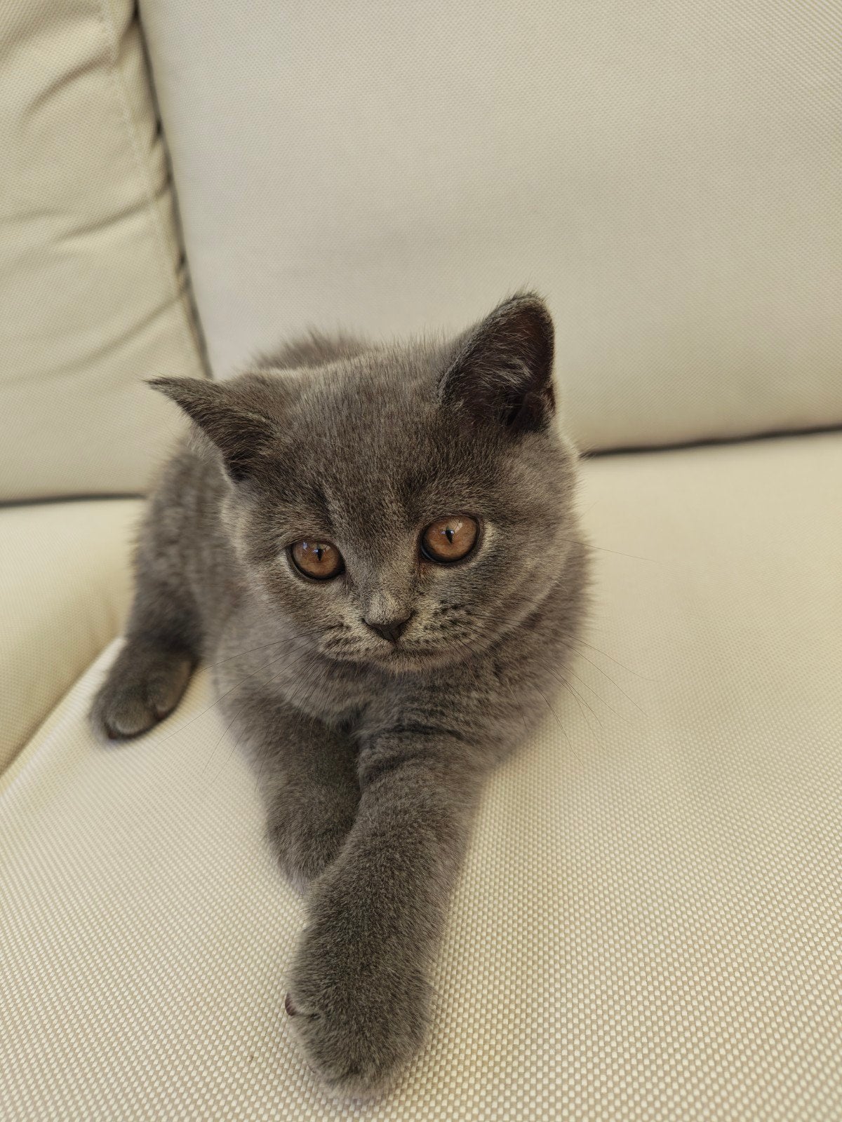 Britse Korthaar kittens, Meerdere dieren, Ontwormd