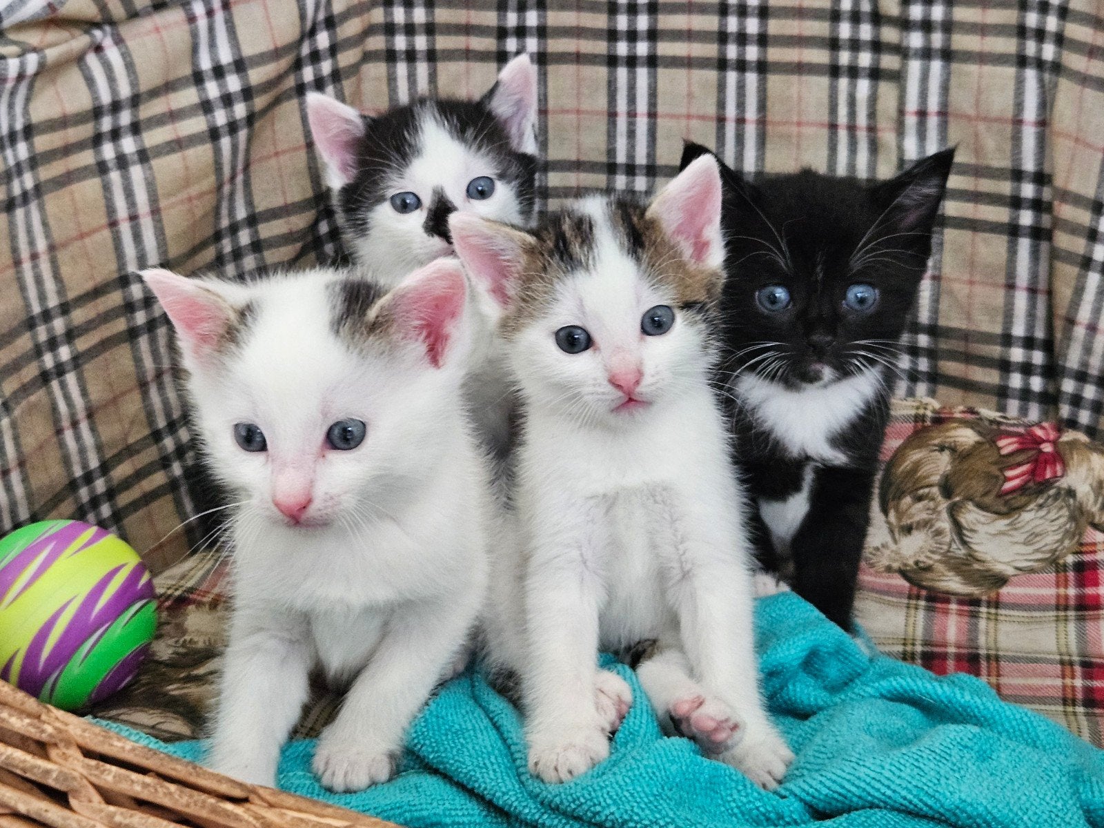 lieve mooie kittens/ katten, Meerdere dieren, Kortharig, 0 tot 2 jaar