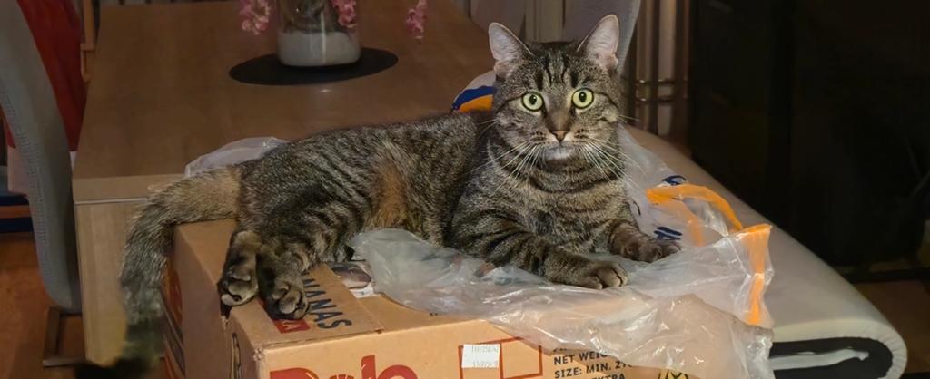 Gouden mandje, Dieren en Toebehoren, Poes