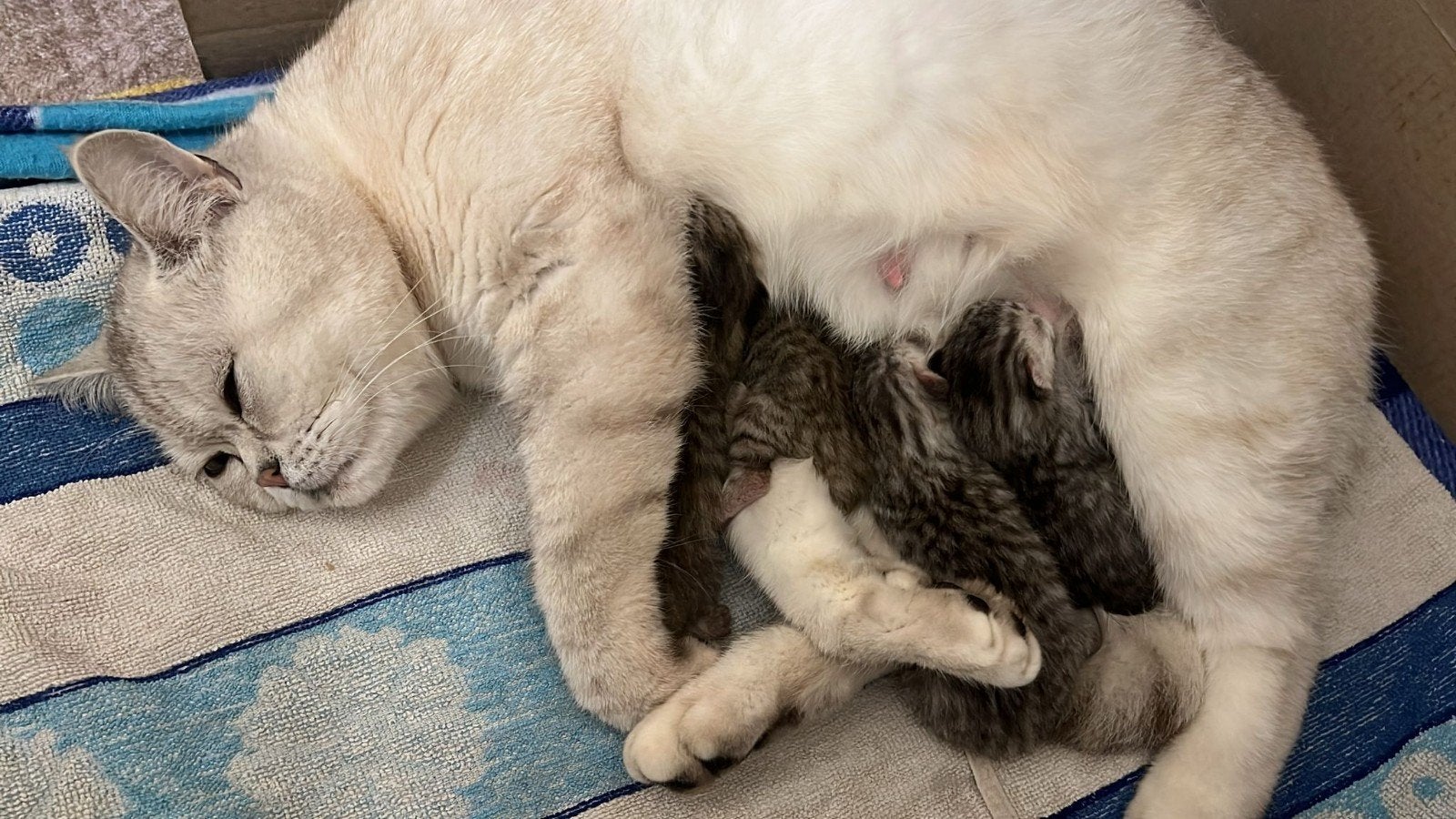Britse Korthaar kittens te koop, Dieren en Toebehoren, Katten en Kittens | Raskatten | Korthaar, Meerdere dieren, Met stamboom