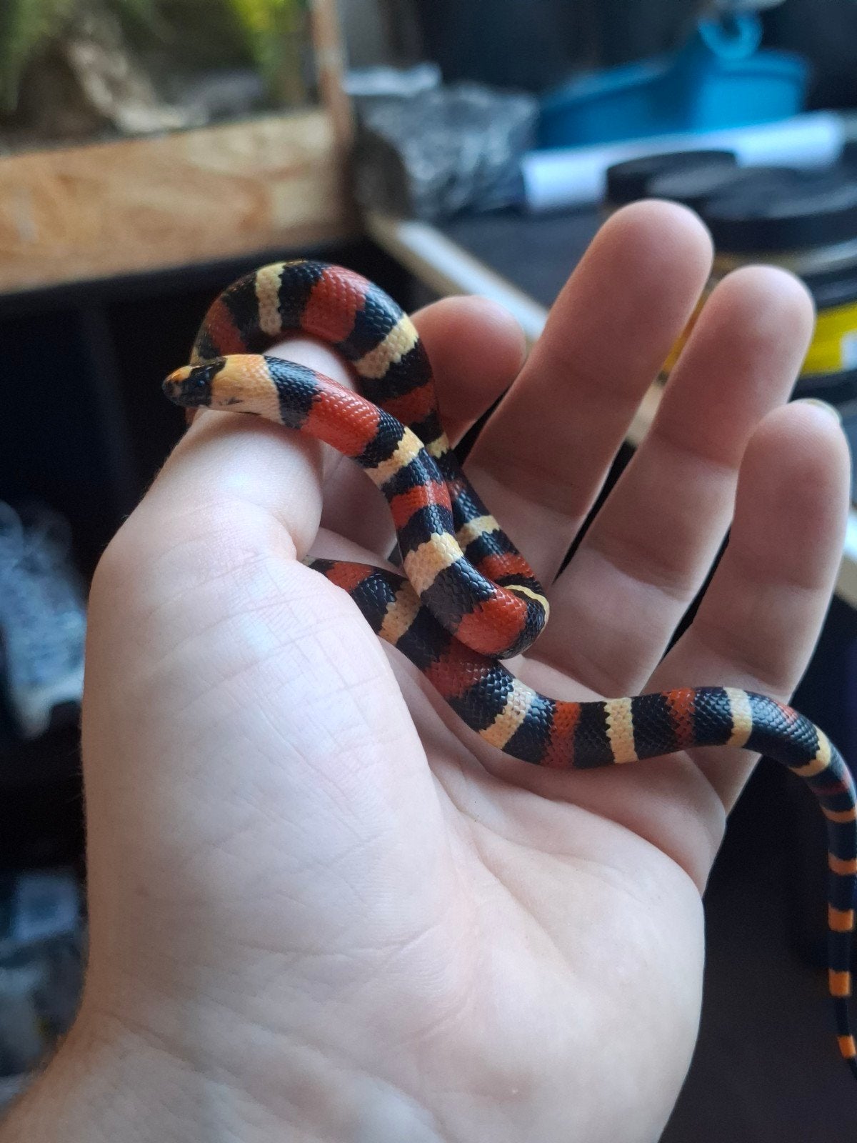 melkslang l. campbelli Milk Snake photo 2