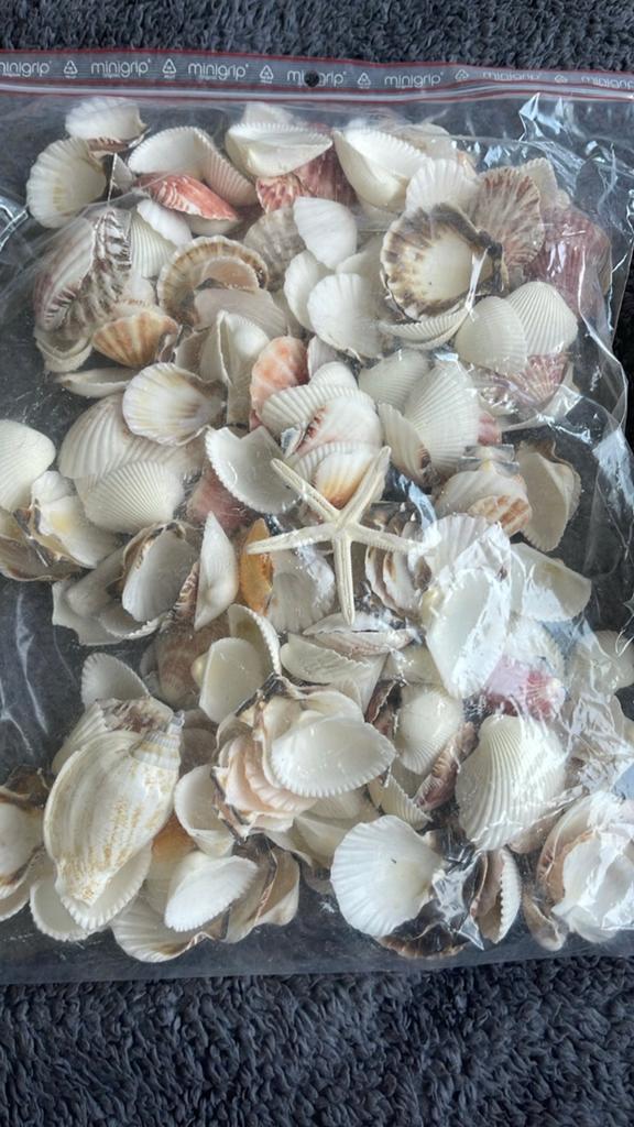 Nieuwe decoratieve schelpen en zeesterren, Huis en Inrichting, Woonaccessoires | Overige, Meerkleurig, Nieuw, Mediterraans, Ophalen of Verzenden