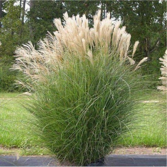 miscanthus sinensis, Ophalen, Vaste plant, Siergrassen, Volle zon