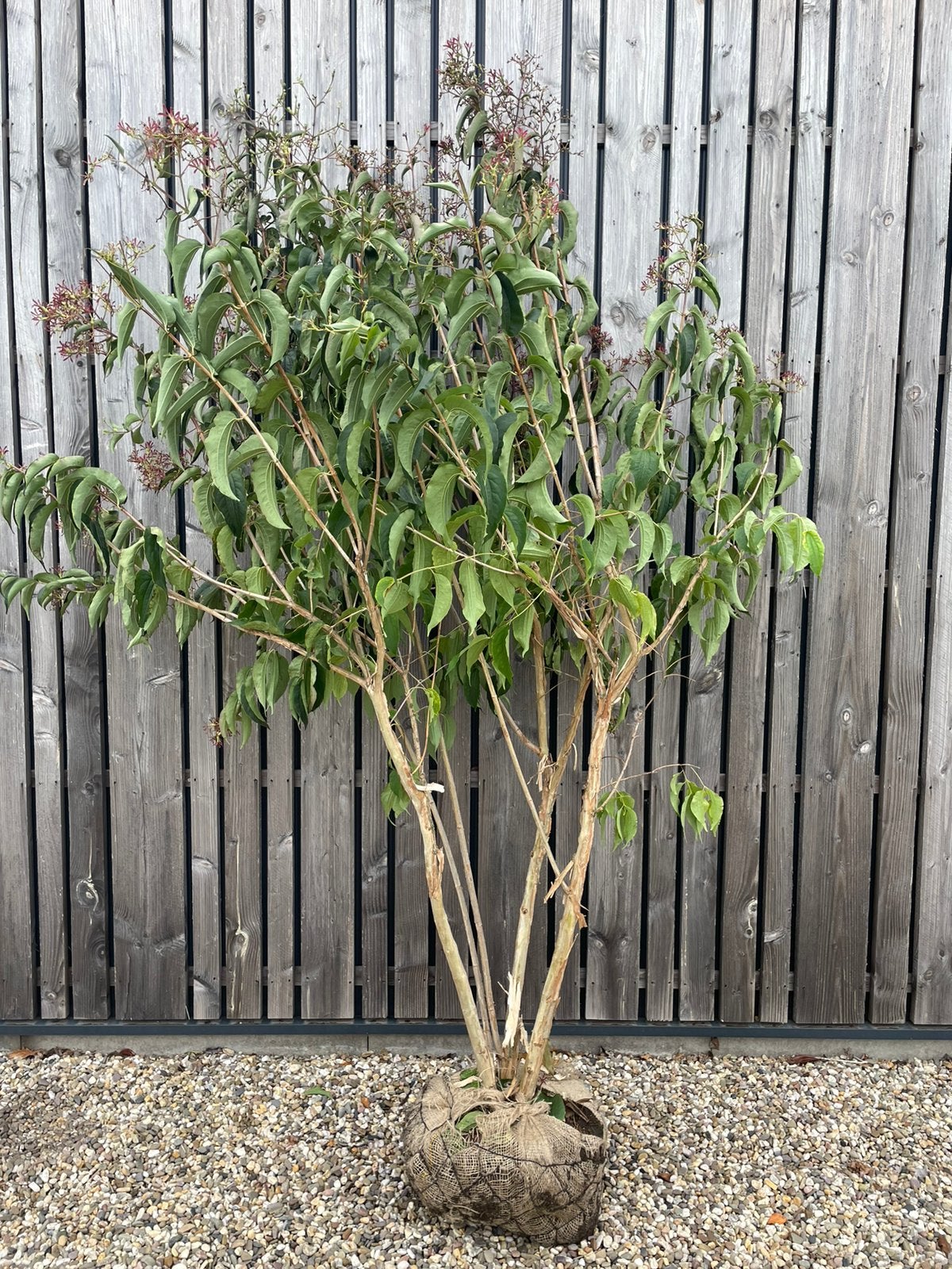 Heptacodium zevenzonenboom in pot leverbaar tot 300 cm, Ophalen, Overige soorten, Struik
