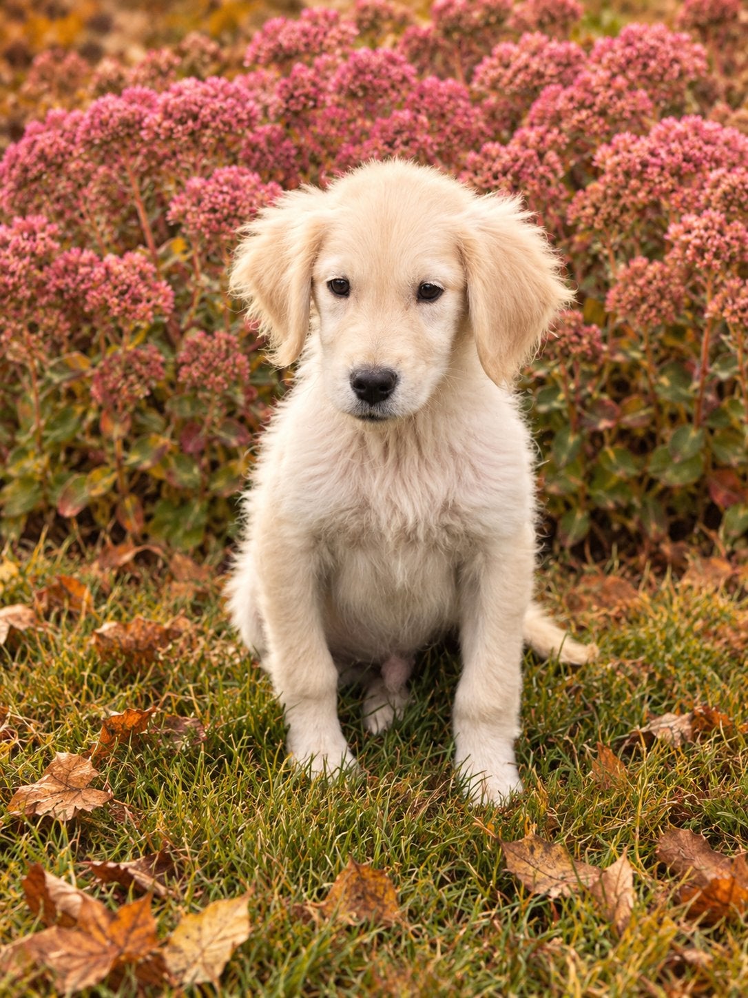Hele mooie GOLDEN RETRIEVER pup -  reutje, Golden retriever, Nederland, Reu, CDV (hondenziekte)