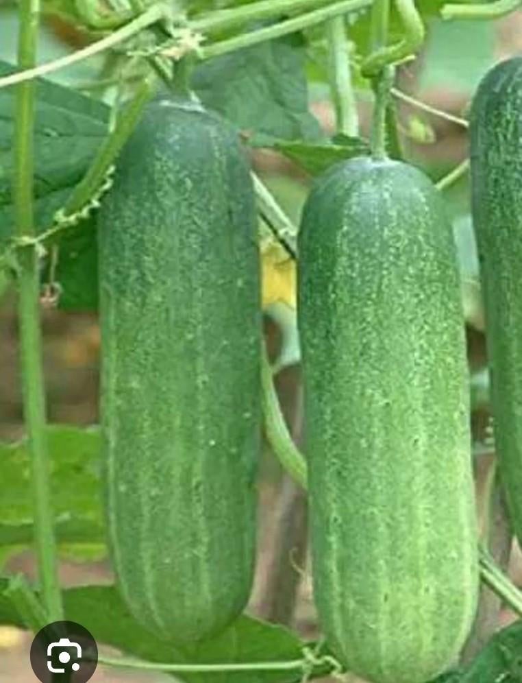 Bio komkommer koude teelt, Tuin en Terras, Planten | Tuinplanten, Ophalen of Verzenden, Eenjarig, Groenteplanten, Volle zon