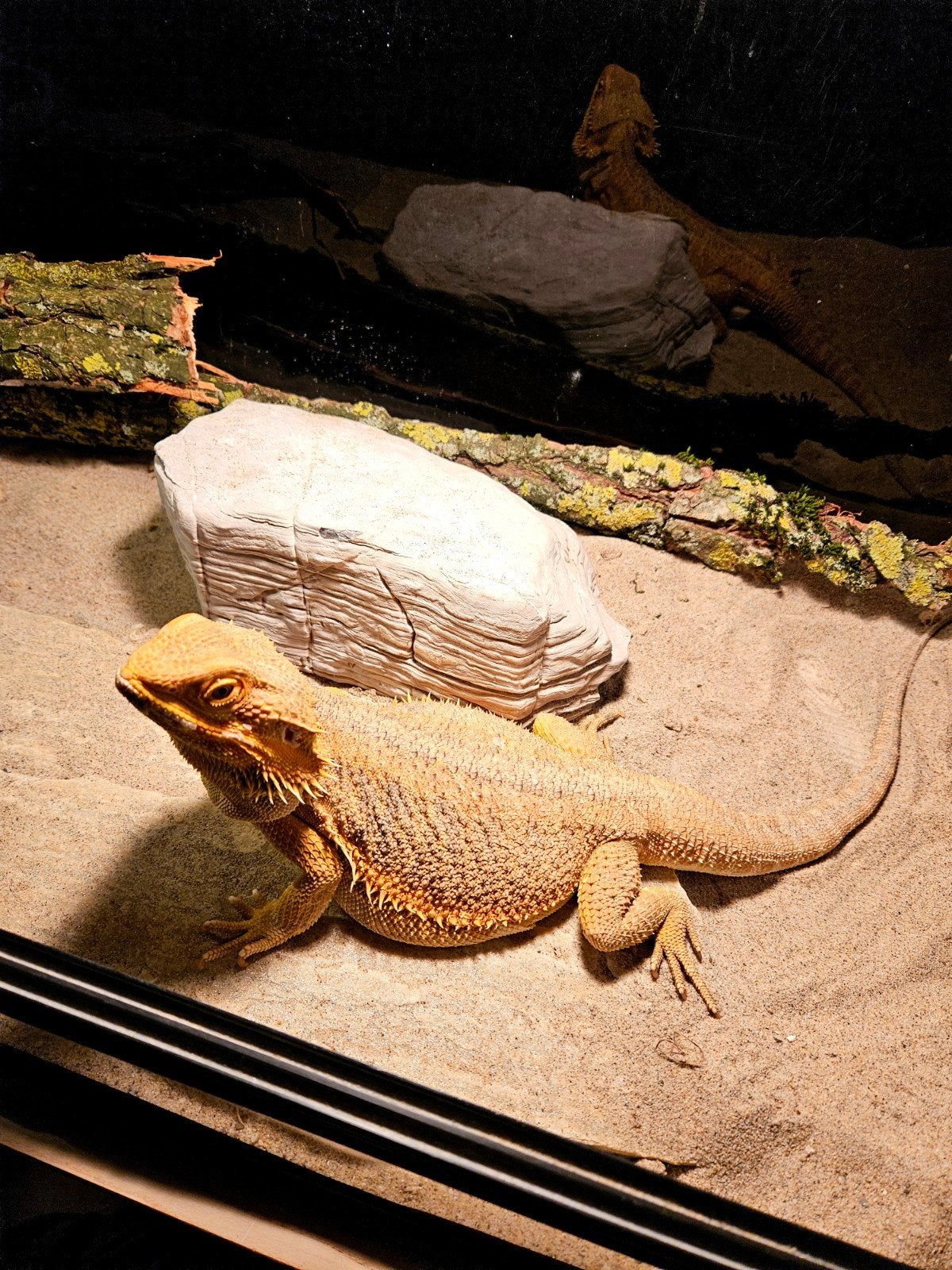 Baardagaam -  Vrouw - Inclusief Terrarium. Bearded Dragon photo 8