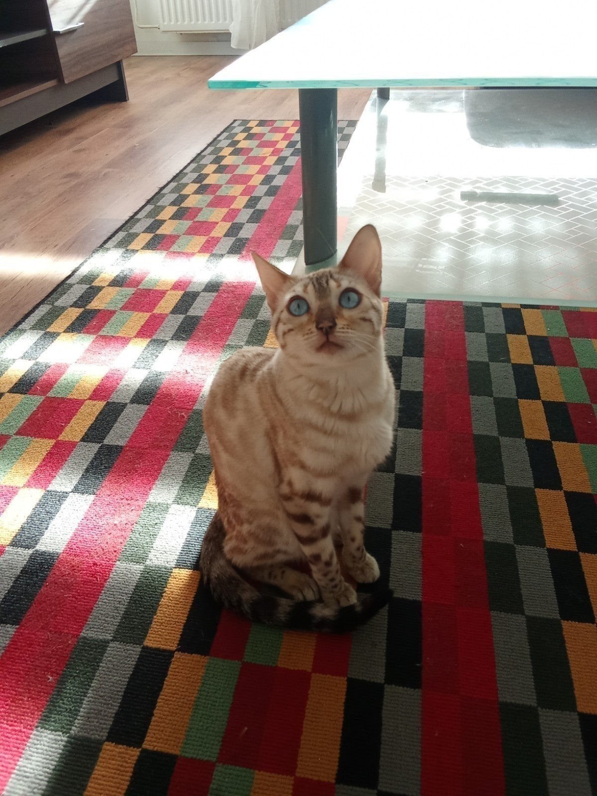 bengal