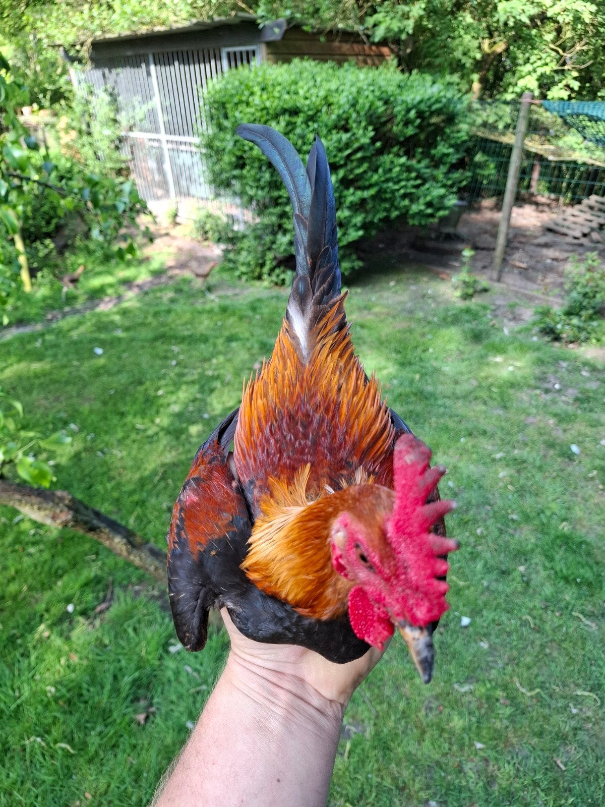 modern engelse vechtkriel, Dieren en Toebehoren, Pluimvee, Mannelijk, Kip