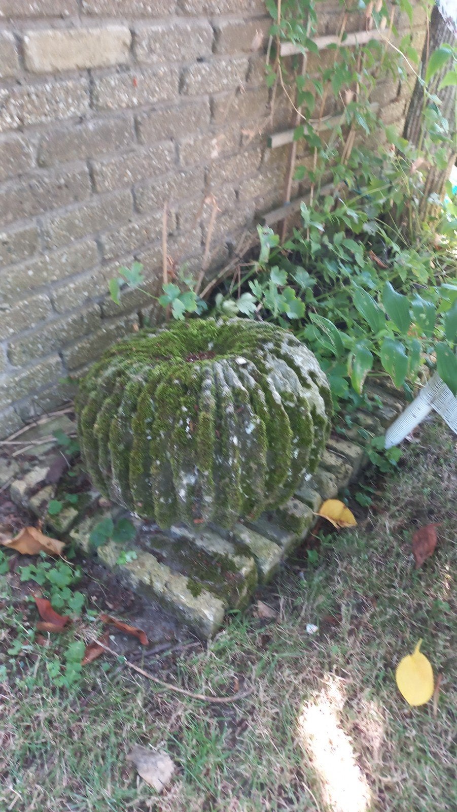 betonnen cactus, Tuin en Terras, Gaas en Draad, Ophalen, Minder dan 10 meter