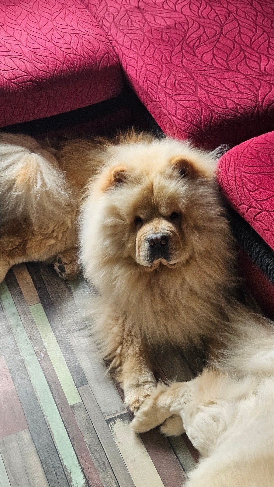 Chow chow dekreu., België, Fokker | Hobbymatig, Reu, Parvo