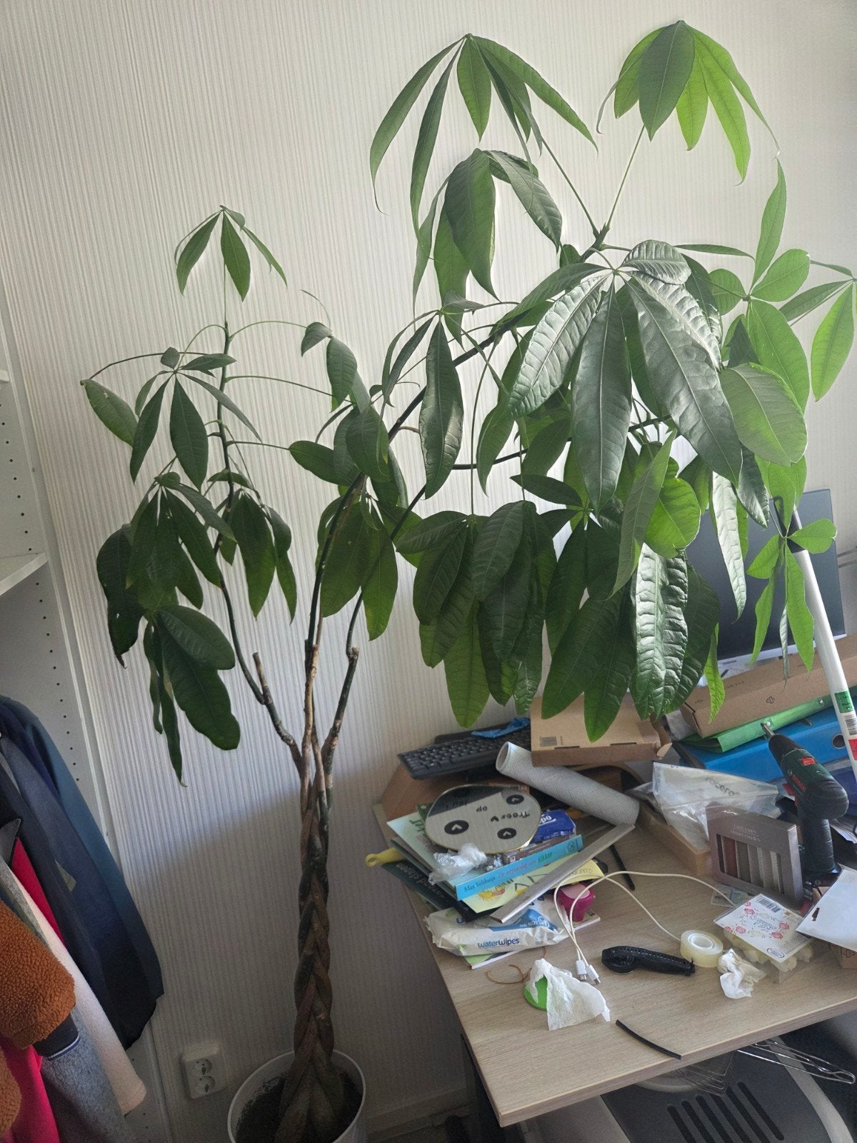 Grote Pachira Aquatica (geldboom) - Zonder pot, Vaste plant, Bloeit niet, Halfschaduw, Ophalen