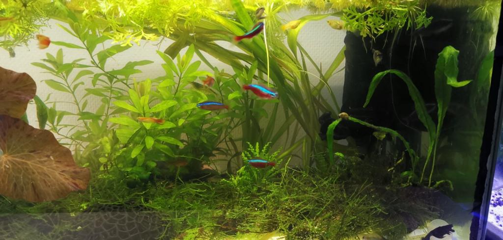 Vissen, Visbestand keizertetra, Roodneuszalm, corydoras, Vis