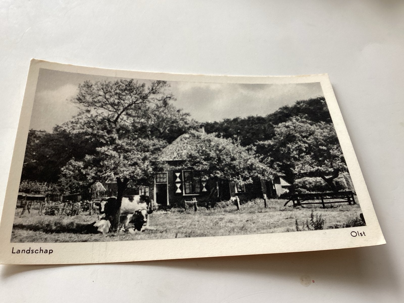 Olst - Landschap met boerderij en koeien, Ophalen of Verzenden, 1920 tot 1940, Ongelopen, Overijssel