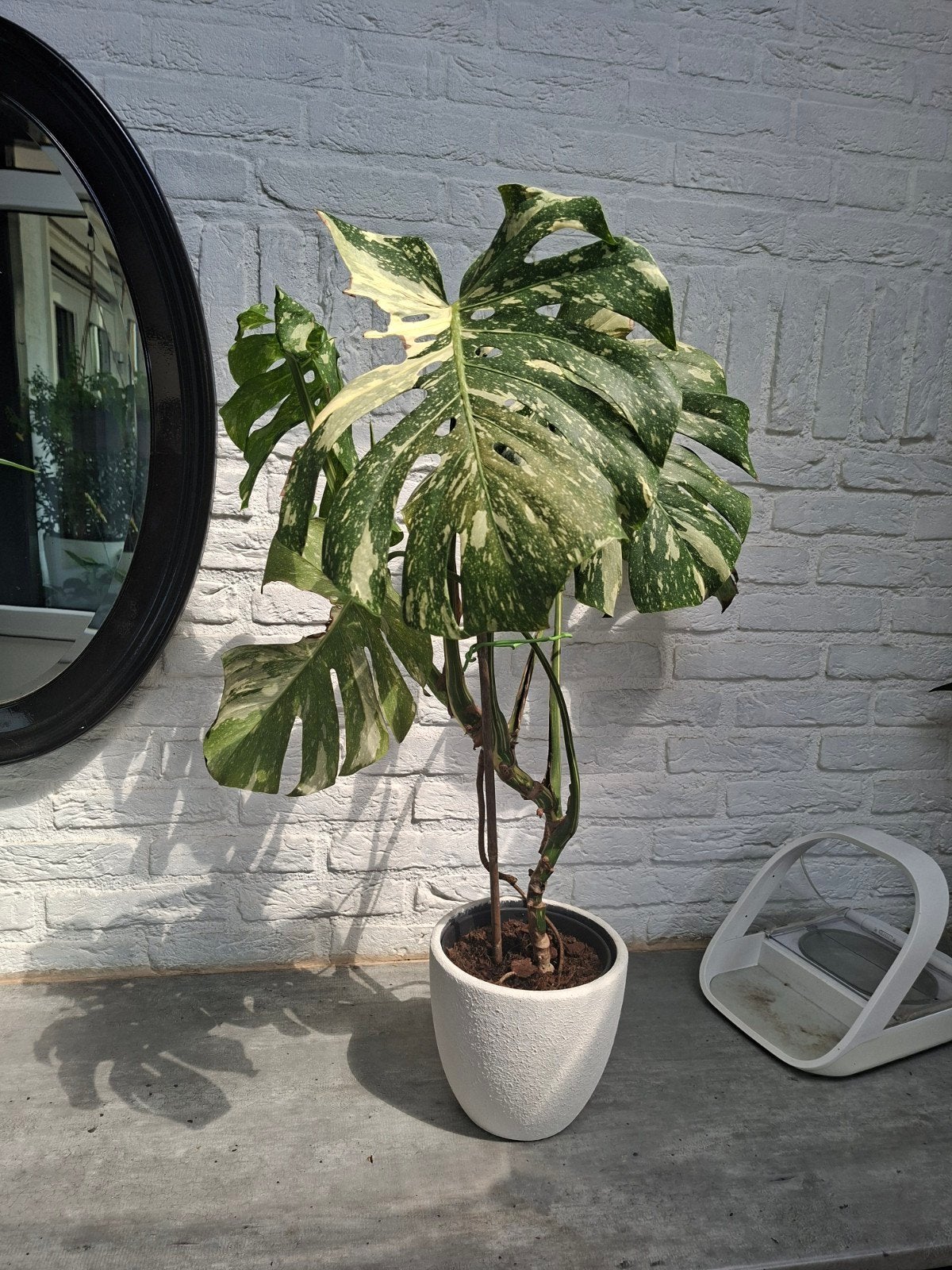 Mostera variegata €35, Tuin en Terras, Overige soorten, 100 tot 250 cm, Zomer, Ophalen