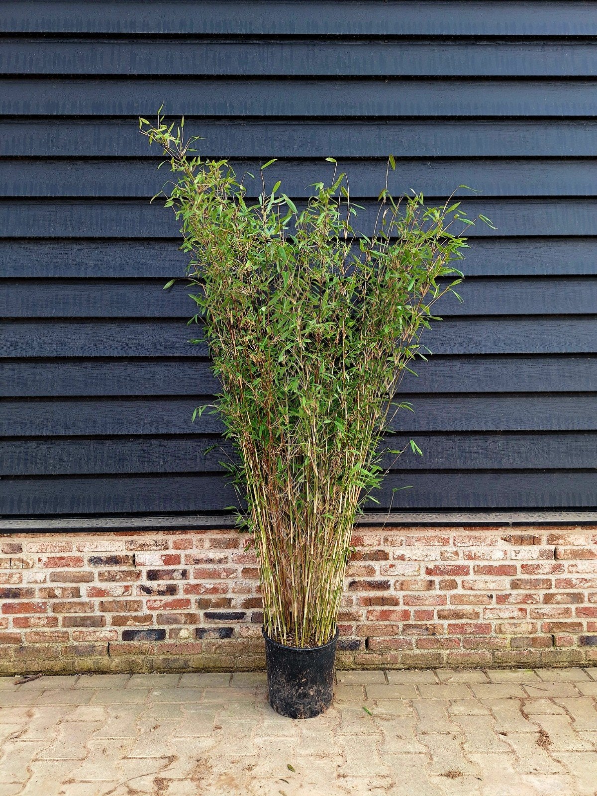 Fargesia nitida 'Black Pearl' ☘️  niet woekerende bamboe, Tuin en Terras, Ophalen, Bamboe
