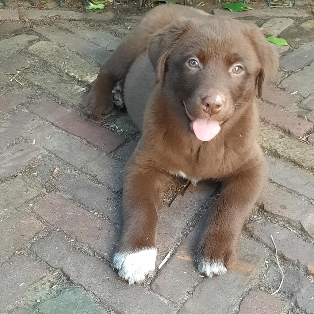 Fantastisch leuke kruising pups chocolate-wit en zwart-wit., Parvo, 8 tot 15 weken, Meerdere, Meerdere dieren