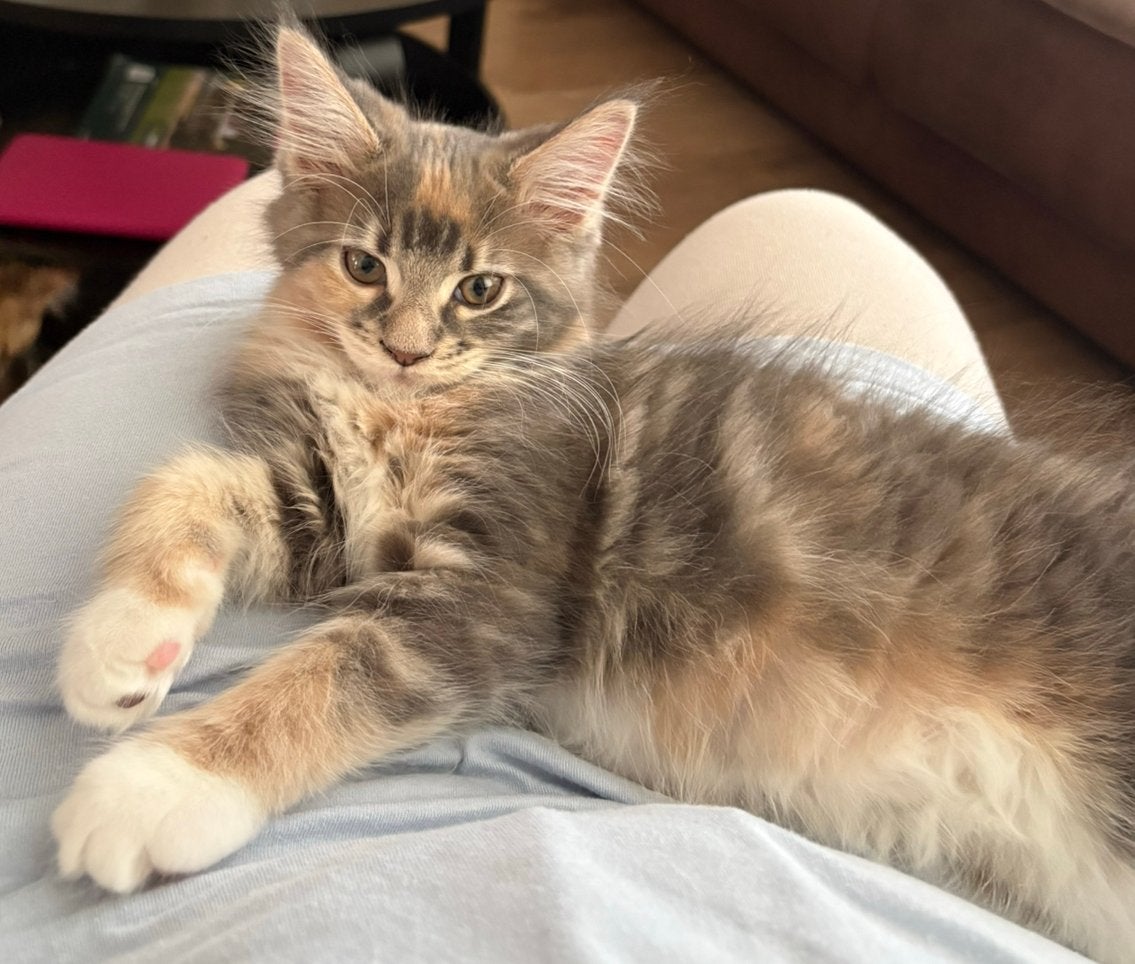 Maine Coon kittens met stamboom (nog 1 poesje beschikbaar), Meerdere dieren, Met stamboom, 0 tot 2 jaar