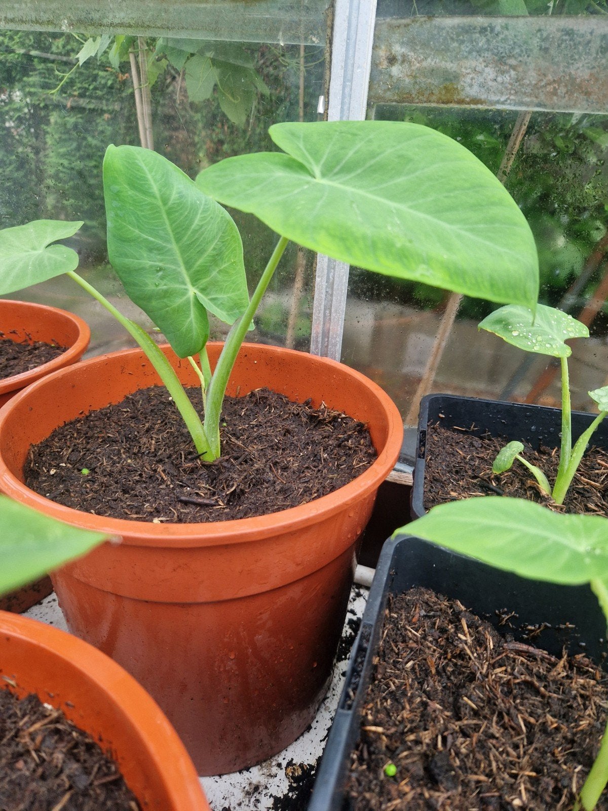 Tayerblad plant, Ophalen, Groenteplanten, Eenjarig, Halfschaduw