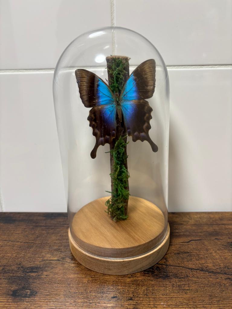 Geprepareerde vlinder in een glazen stolp., Verzamelen, Dierenverzamelingen, Ophalen of Verzenden, Insect, Opgezet dier