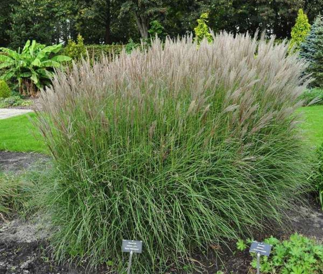 Siergras - Miscanthus ‘kleine silberspinne’, Ophalen, Siergrassen, Volle zon