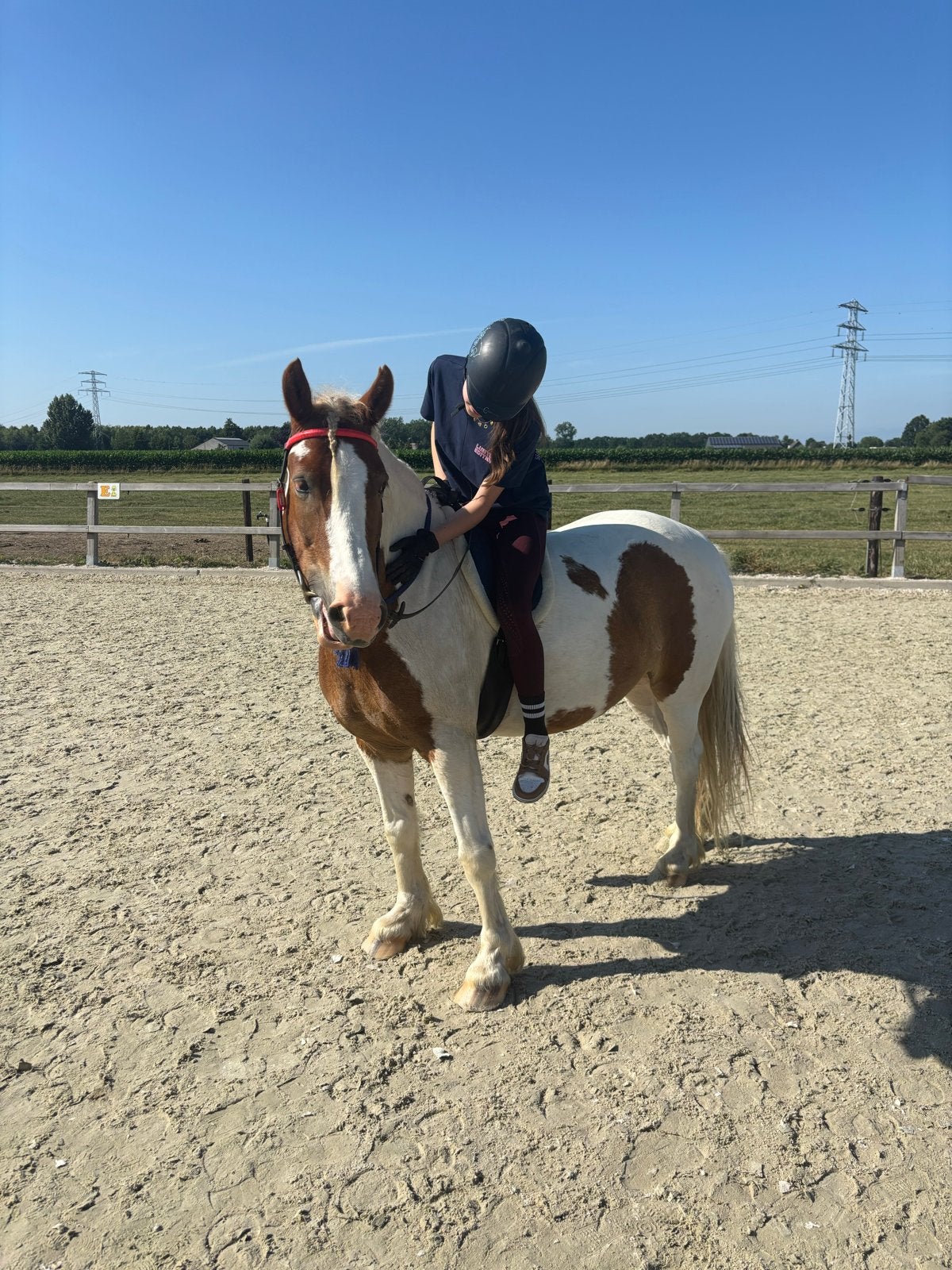 Verzorg/bijrijd pony gezocht, Dieren en Toebehoren, Paarden en Pony's | Verzorgingsproducten, Ophalen