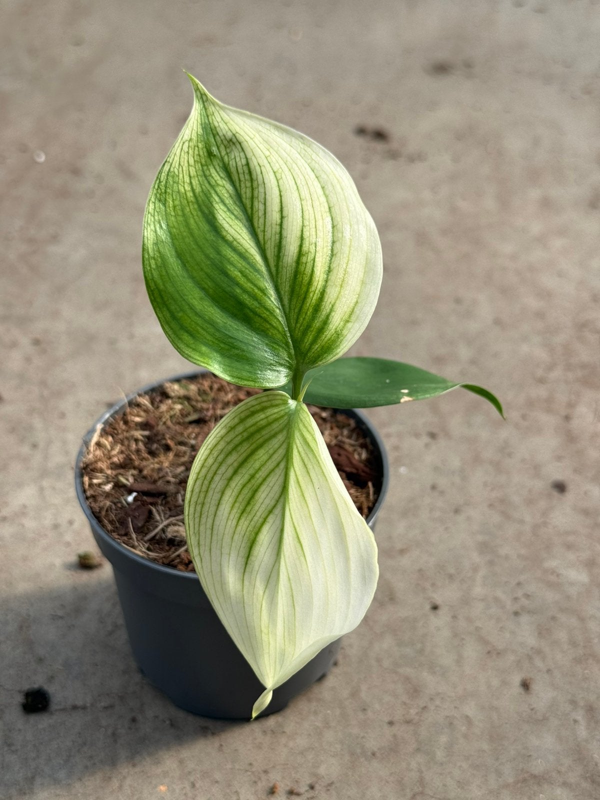 Scindapsus White Monster, Ophalen of Verzenden, Halfschaduw, Minder dan 100 cm