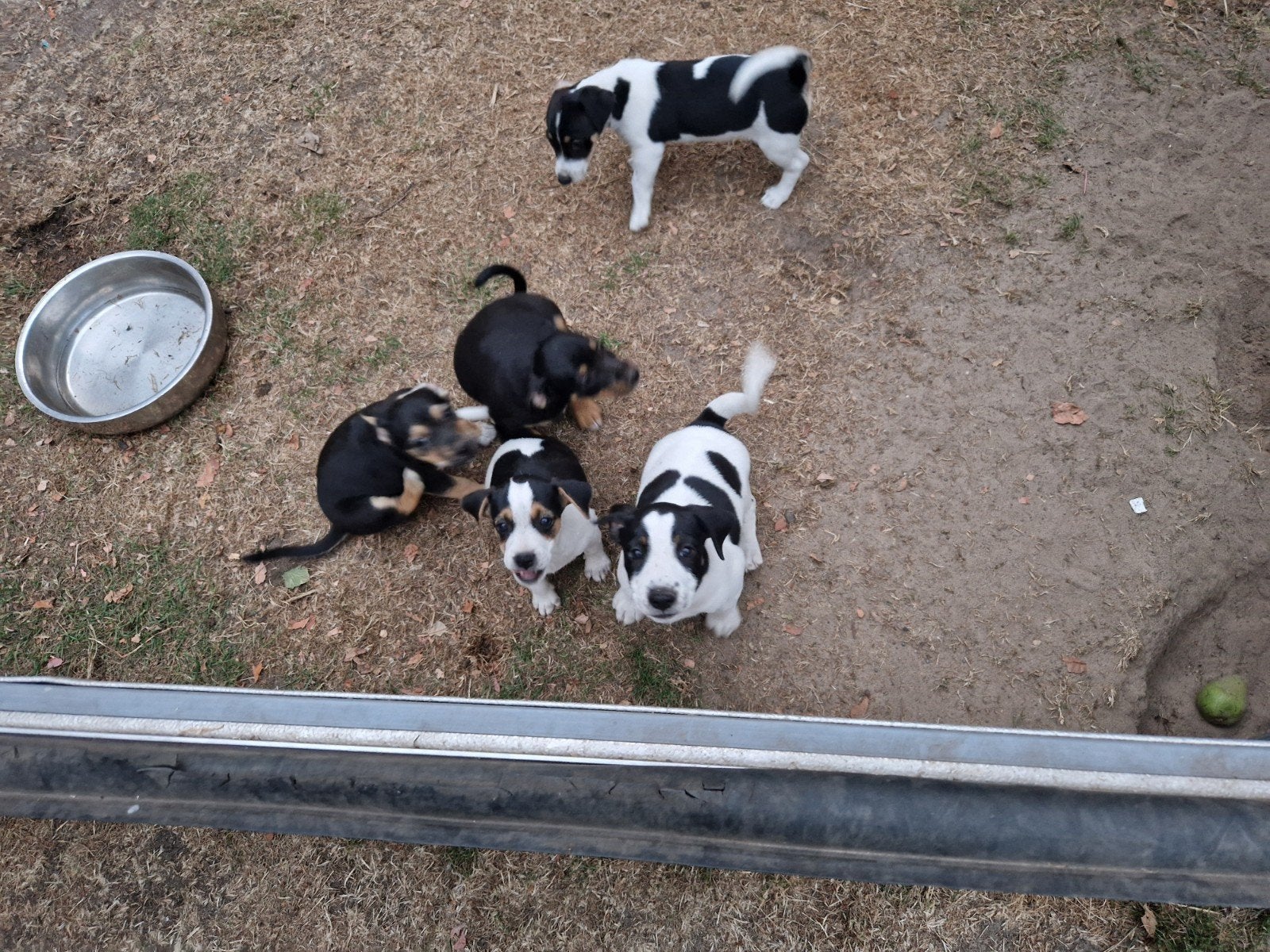 Boeren Fox x Jack Russel puppies, 8 tot 15 weken, Meerdere, Meerdere dieren, Klein